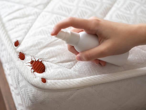 Best Spider Control Near Me  in Lake Arrowhead, ME