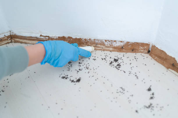 Best Affordable Pest Control Services  in Lake Arrowhead, ME