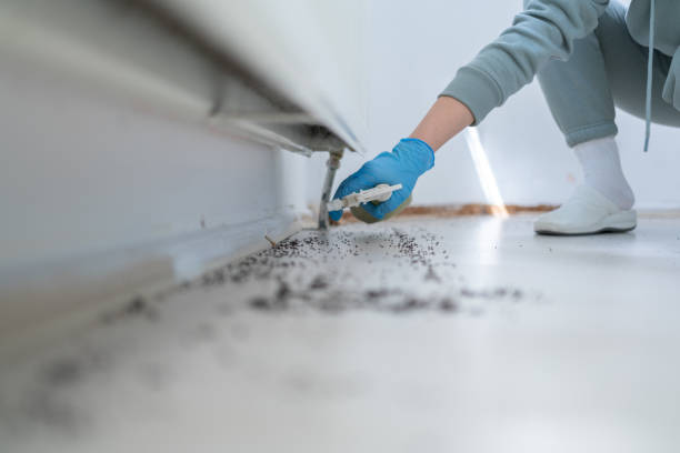Trusted Lake Arrowhead, ME Pest Control Experts